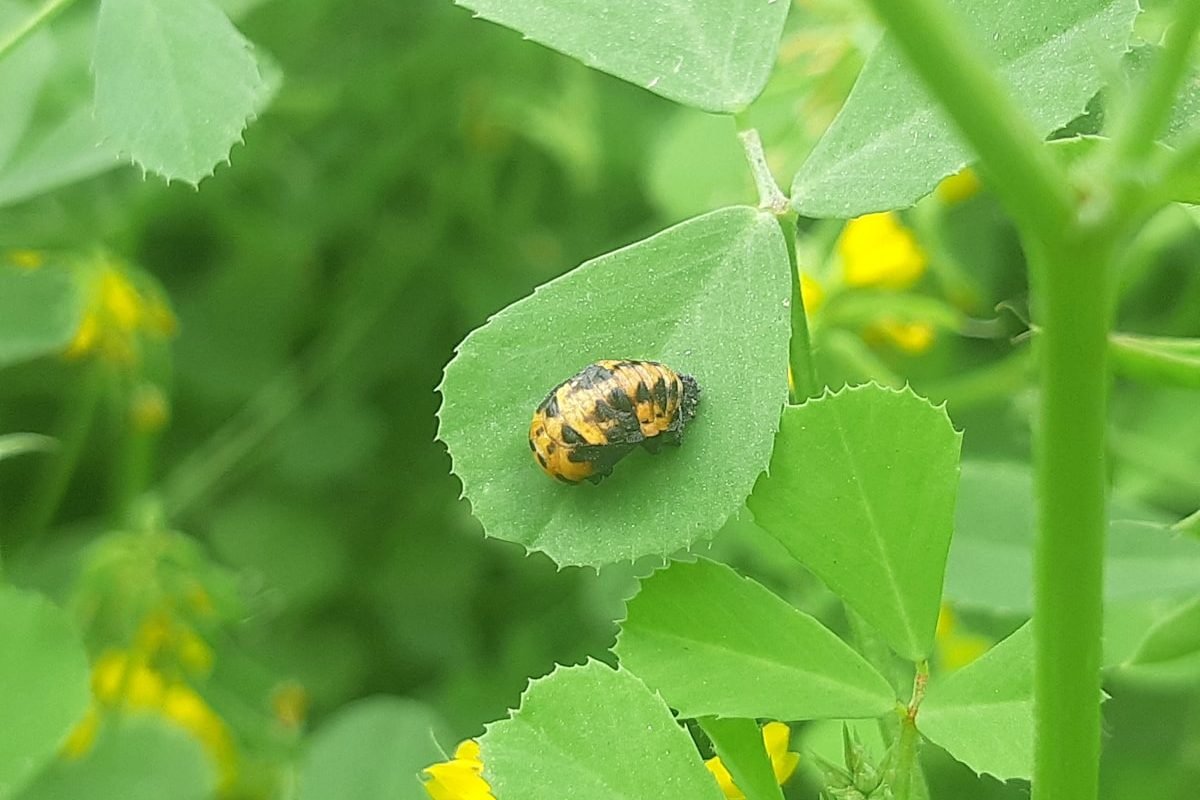 Getting Your Pest Control Business Ready to Sell